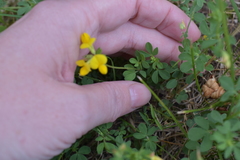 Lotus corniculatus