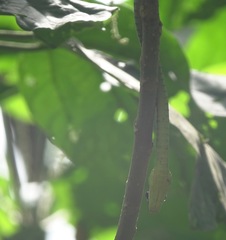Dendrelaphis kopsteini