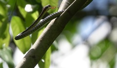 Dendrelaphis kopsteini