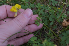 Lotus corniculatus