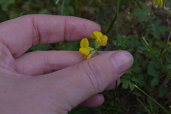 Lotus corniculatus