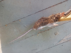 Peromyscus