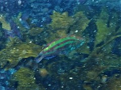 Green Senator Wrasse photo 3