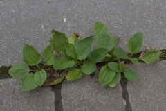 Plantago major