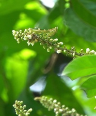 Theopropus rubrobrunneus