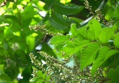 Theopropus rubrobrunneus