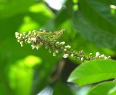 Theopropus rubrobrunneus