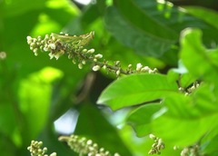 Theopropus rubrobrunneus