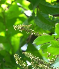 Theopropus rubrobrunneus