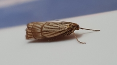 Chrysocrambus