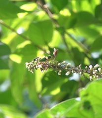 Theopropus rubrobrunneus