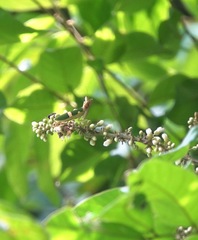 Theopropus rubrobrunneus