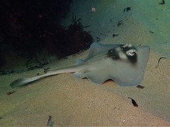 Trygonoptera personata