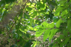 Theopropus rubrobrunneus