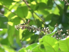 Theopropus rubrobrunneus