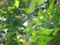 Theopropus rubrobrunneus