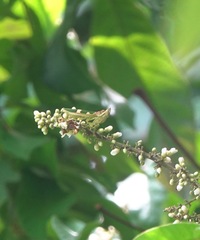 Theopropus rubrobrunneus