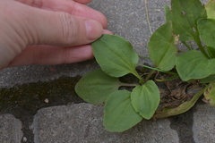 Plantago major