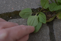 Plantago major