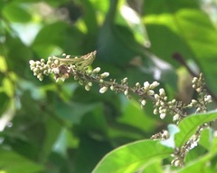 Theopropus rubrobrunneus