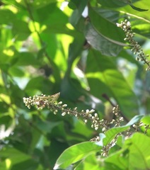 Theopropus rubrobrunneus