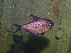 Pempheris multiradiata