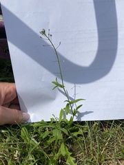 Capsella bursa-pastoris