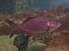 Kyphosus cornelii