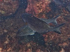 Kyphosus cornelii