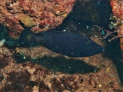 Meuschenia flavolineata