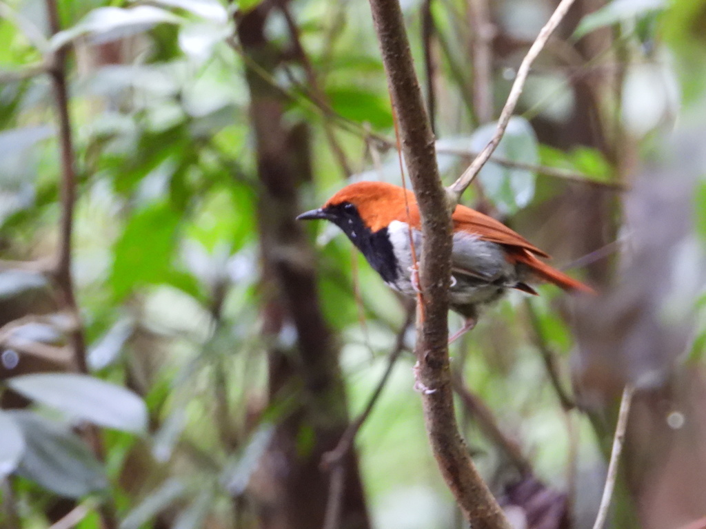 Okinawa Robin in May 2021 by Moon · iNaturalist