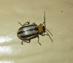 Acalymma trivittatum