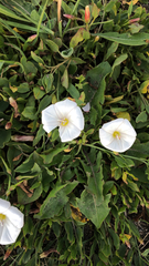 Convolvulus arvensis