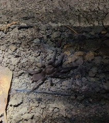 Selenocosmia