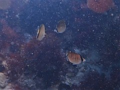 Chaetodon assarius