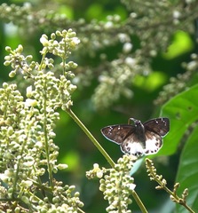 Tagiades ultra