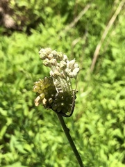 Allium