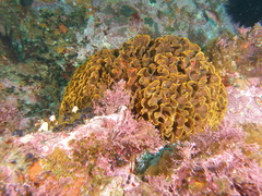 Steginoporella chartacea