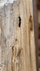 Sapygina decemguttata