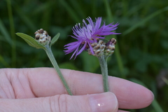 Centaurea jacea