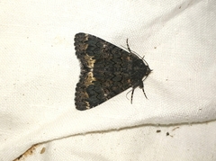 Catephia alchymista
