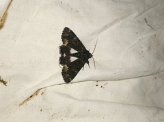 Catephia alchymista