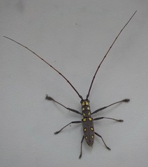 Olenecamptus optatus