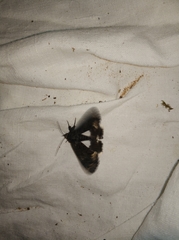 Catephia alchymista