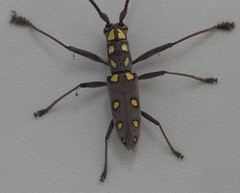 Olenecamptus optatus