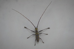 Olenecamptus optatus