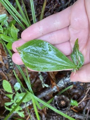 Isotria verticillata