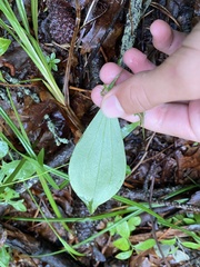 Isotria verticillata