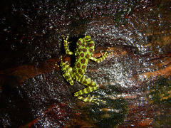 Odorrana ishikawae