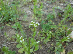 Valerianella